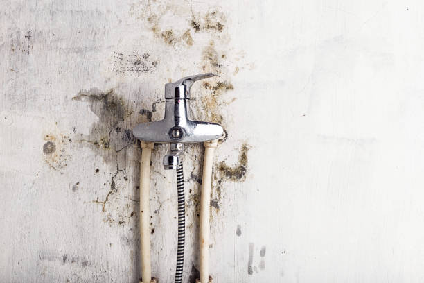 Best Mold Damage Repair  in March Ar, CA