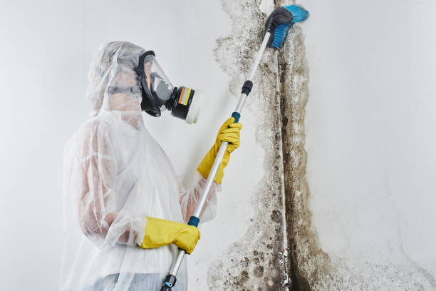 Trusted March Ar, CA Mold Removal Experts