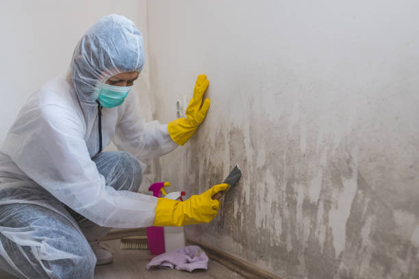 Best Mold Testing  in March Ar, CA
