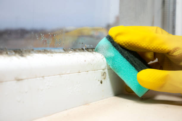 Best Certified Mold Removal  in March Ar, CA
