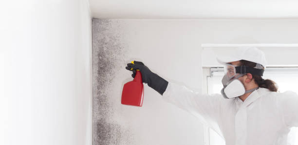 Best Mold Testing  in March Ar, CA