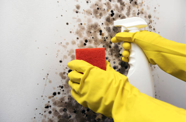 Best Professional Mold Removal  in March Ar, CA