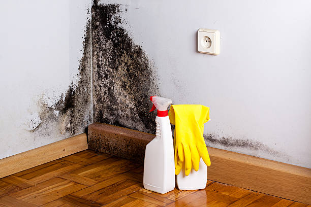 Home Mold Removal in March Ar, CA