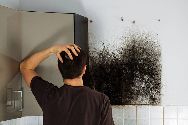 Best Home Mold Removal  in March Ar, CA